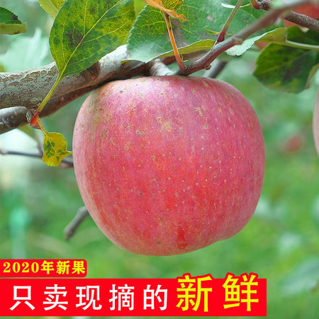 【云南热卖】昭通红富士苹果当季新鲜整箱批发脆甜多汁冰糖心水果