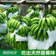 【倒贴求带走】云南自然熟香蕉水果新鲜当季批发5斤/10斤大香焦非广西小米蕉芭蕉