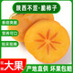 【到手即吃】	陕西脆柿子水果新鲜10斤脆甜整箱1斤甜硬应季黄柿子