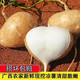 【嘎嘣脆-超甜】新鲜凉薯时令土瓜1/9斤孕妇蔬菜豆薯农家红土白沙地瓜葛根小番薯
