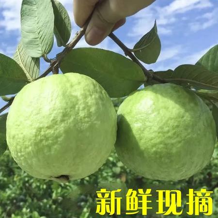 【新鲜直达】广东特产番石榴水果芭乐白心整箱新鲜应季热带潘石榴孕妇水果批发图片