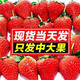 【生鲜特快】奶油草莓新鲜冬牛奶草莓甜草莓应季水果现摘现发江苏