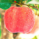 苹果水果新鲜当季5斤一箱带现季陕西红富士冰糖心丑苹果整箱