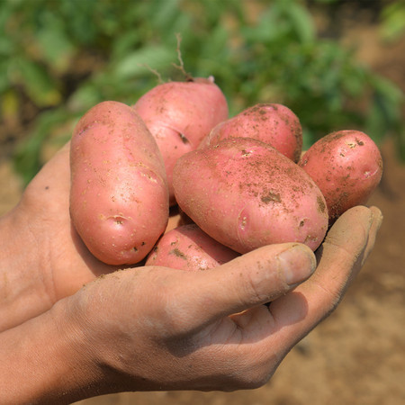 云南小土豆新鲜蔬菜10斤批发包邮马铃薯农家自种特产红皮洋芋黄心图片