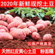 2020年云南高原新鲜现挖红皮黄心土豆5斤/10斤洋芋马铃薯老品种【博莱生活馆】