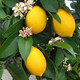黄柠檬新鲜当季水果一二级皮薄香水鲜青新鲜安岳柠檬批发包邮【博莱生活馆】