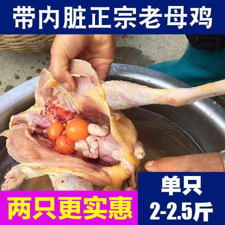 正宗2年老母鸡散养土鸡柴鸡草鸡月子鸡笨鸡走地鸡【净重2.5-3斤】博莱农场图片