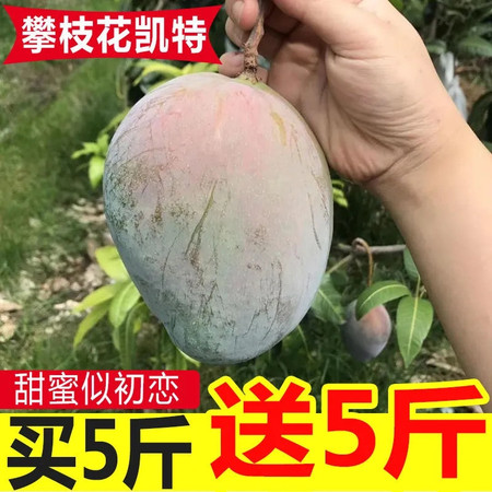 攀枝花凯特芒果10斤新鲜水果整箱装批发果农当天现摘现发图片