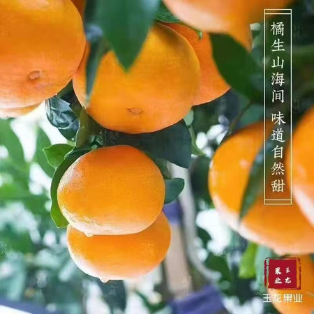 和县玉龙 红美人柑橘3斤礼盒装图片