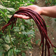 春秋庭院易种蔬菜豇豆干枝梅特长豆角种子中早熟长达1.2米特高产