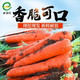 沙地胡萝卜新鲜蔬菜红萝卜10斤5斤农家现挖现发蔬菜类水果萝卜
