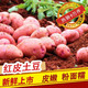2020年云南高原新鲜现挖红皮黄心土豆5斤10斤洋芋马铃薯老品种