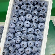 佟江印象 蓝莓
