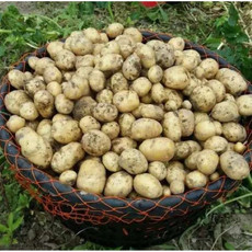 舒晟 （宁海胡陈）土豆10斤