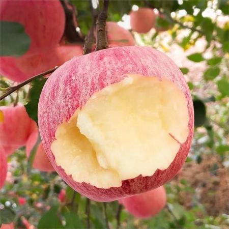 烟台红富士苹果当季山东新鲜水果整箱批发3斤/5斤/10斤脆甜多汁图片