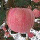 【脆甜多汁】山东烟台栖霞红富士苹果3/5/10斤新鲜当季水果整箱