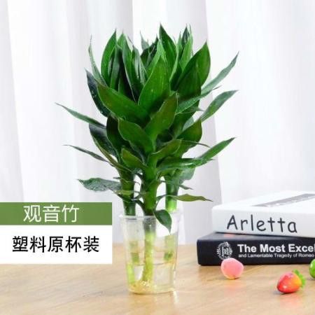 观音竹富贵竹水养玻璃花瓶水培荷花盆栽植物室内客厅绿植花卉四季图片