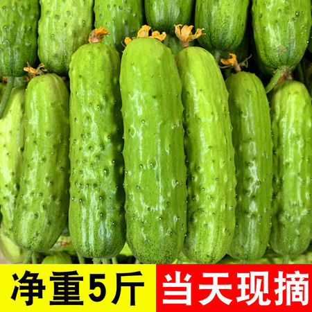 【5斤装29.9】黄瓜新鲜现摘山东旱黄瓜农家自种当季水果蔬菜孕妇青瓜小黄瓜【大牛美食】