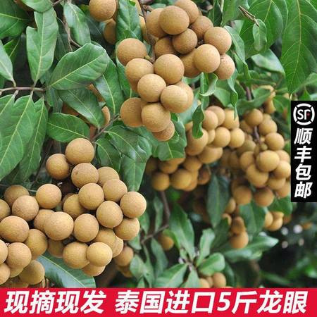 【5斤装】桂圆龙眼新鲜现摘超甜当季水果批发非桂圆干龙眼【大牛美食】图片