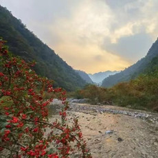 农家自产 沙湾板水峡谷野生土蜂蜜500克