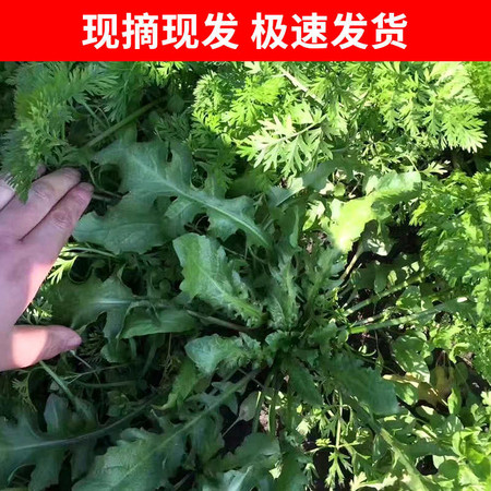 新鲜地菜野生荠菜混沌饺子春卷包子荠菜馅3斤图片