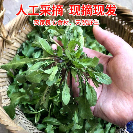 新鲜地菜野生荠菜混沌饺子春卷包子荠菜馅1斤图片