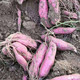 农家自产 新鲜红薯 西瓜红 （5斤装）