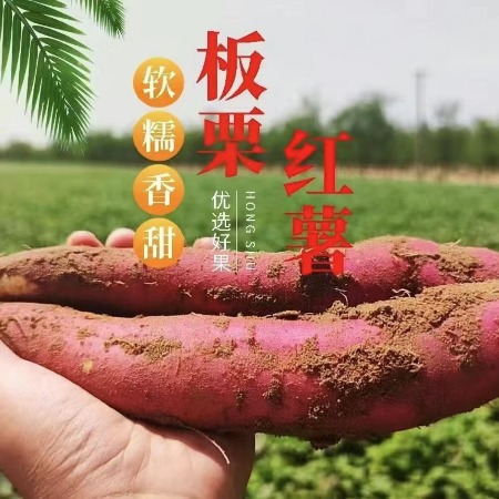 长平农谣 朱门板栗红薯-无公害-纯天然