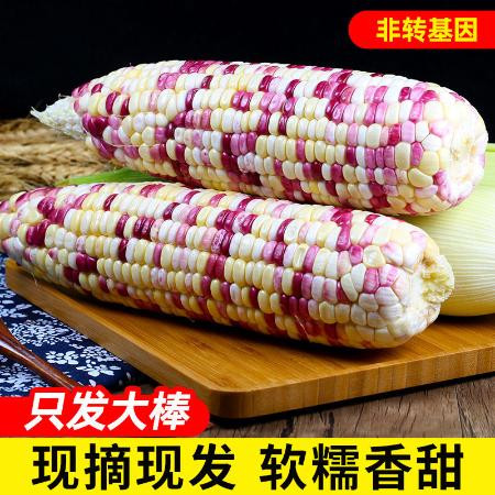 【惠农补贴】现摘新鲜水果玉米糯玉米粘玉米甜玉米3斤/9斤玉米棒图片