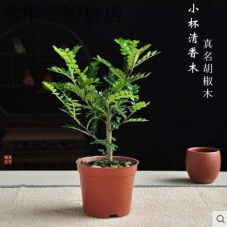 【驱蚊驱虫】清香木盆栽绿植植物室内四季常青净化空气盆景驱蚊草花卉