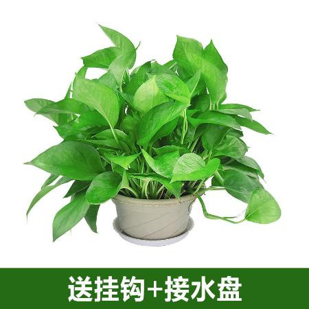 【绿色植物】绿萝盆栽花卉绿植长藤垂吊吊兰植物室内吸甲醛防辐射客厅大叶水培