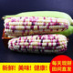 【惠农补贴】现摘新鲜水果玉米糯玉米粘玉米甜玉米3斤/9斤玉米棒GG
