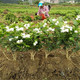 【净化空气】茉莉花盆栽带花苞客厅阳台花卉驱蚊防蚊植物四季常青绿植花开不断