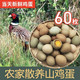 土鸡蛋60枚新鲜农家杂粮散养七彩鸡蛋30枚50枚60枚礼盒宝宝辅食蛋