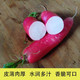 1/5斤装水萝卜新鲜现摘红皮白心萝卜泡菜腌菜原料生吃萝卜蔬菜