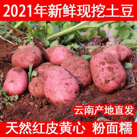 2021年云南高原新鲜现挖红皮黄心土豆5斤10斤洋芋老品种马铃薯