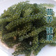 盐渍新鲜海葡萄长寿菜海藻菜海菜寿司绿色鱼子酱100g