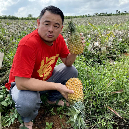 【领劵减5元】金钻凤梨新鲜 当季香水菠萝无眼手撕凤梨热带水果树上熟菠萝 多种规格可选 全国多仓发货