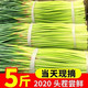 【新品】2020年新鲜蒜苔新鲜蔬菜蒜苔蒜薹河南蒜苗1/3/5斤