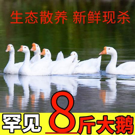 大鹅农家散养新鲜现杀冷冻鹅肉鹅掌笨鹅整只土鹅嫩鹅滋补食材包邮图片