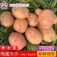 四川高山黄心土豆蔬菜类马铃薯小洋芋新鲜蔬菜小土豆批发3/5/9斤