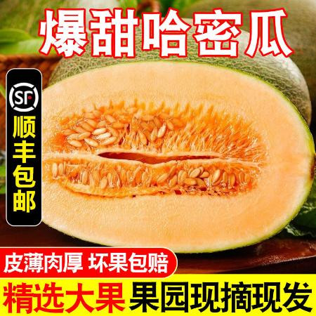 【顺丰包邮】现摘哈密瓜晓蜜25号西州蜜甜瓜3/5斤网纹瓜香瓜