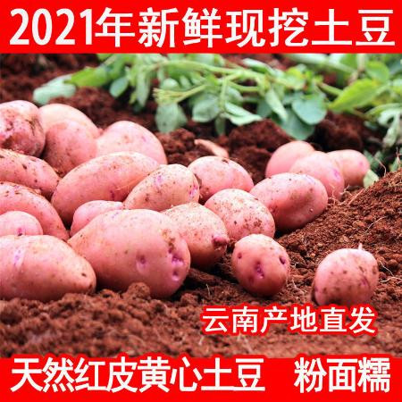 2021年云南高原新鲜现挖红皮黄心土豆5斤10斤洋芋马铃薯老品种图片