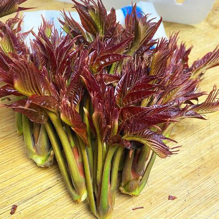 香椿芽新鲜野生头茬春芽菜红油香椿头斤野菜当应季蔬菜批发