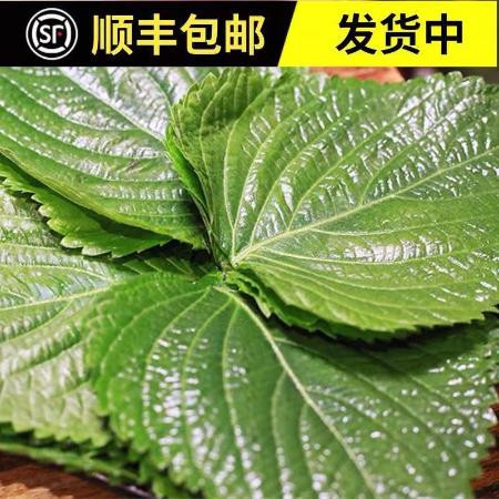 苏子叶新鲜蔬菜紫苏叶当季叶菜绿色农家现摘韩国烤肉包肉饭蘸酱菜图片