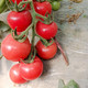 农家自产 新疆小番茄樱桃小西红柿当季应季孕妇水果生吃圣女果