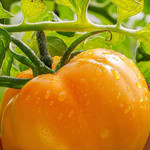 农家自产 新疆吐鲁番沙瓤番茄/沙瓤【黄色西红柿】包邮全国