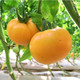 农家自产 新疆吐鲁番沙瓤番茄/沙瓤【黄色西红柿】包邮全国