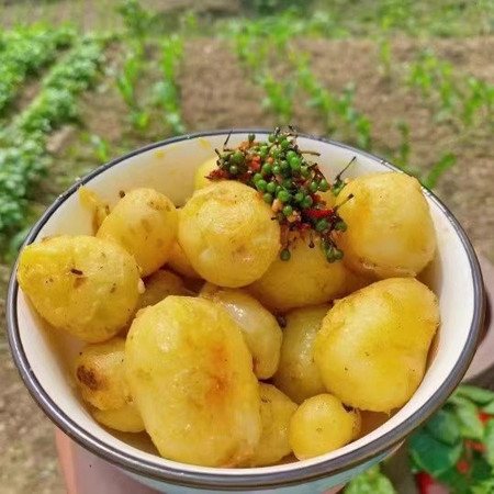 屹瀚 恩施小土豆新鲜现挖高山洋芋老品种蔬菜整箱迷你黄心土豆