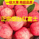 【冰糖心】现摘水果红富士苹果新鲜当季批发包邮一整带箱10斤/5斤